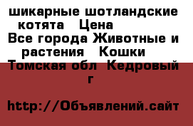 шикарные шотландские котята › Цена ­ 15 000 - Все города Животные и растения » Кошки   . Томская обл.,Кедровый г.